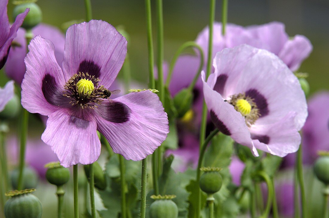 Schlafmohnblüten auf dem Feld