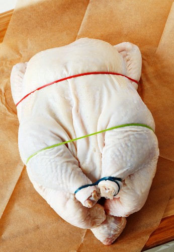 Chicken trussed with colorful rubber bands