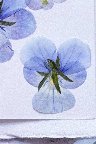 Dried blue pansies (close-up)