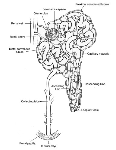 Nephron Bilder Science Photo Library