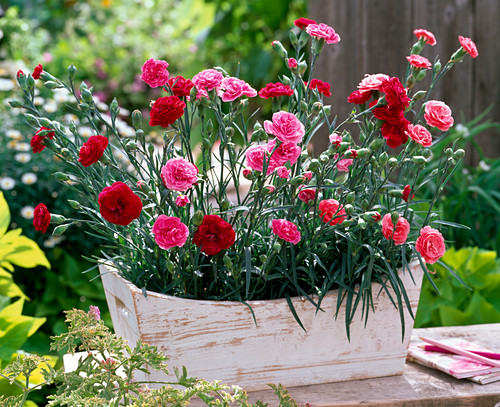 Dianthus Devon Cottage Bilder GartenFotos kaufen Gartenbildagentur