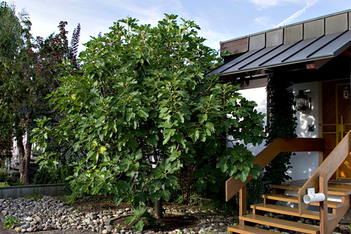 Ficus carica (Feigenbaum) im Vorgarten … – Bild kaufen – 12155064 ...