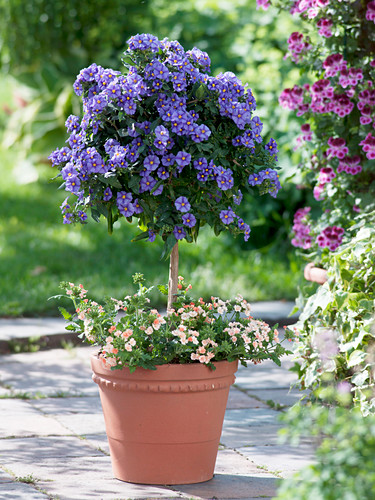 Solanum rantonnetii (Enzianbaum) … – Bild kaufen – 12156822 ...
