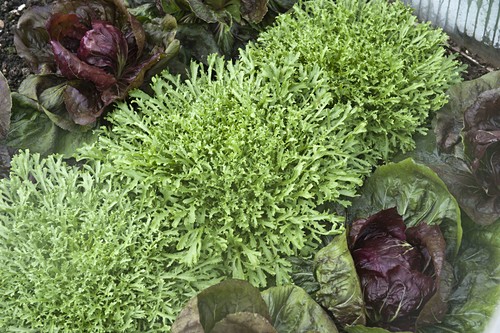 Endiviensalat Bilder GartenFotos kaufen Gartenbildagentur Friedrich
