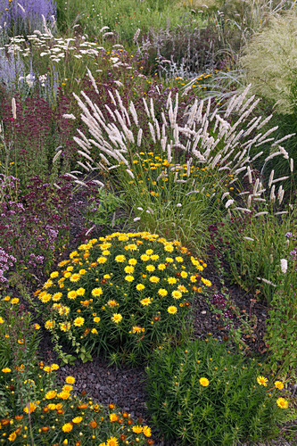 Kiesbeet Bilder Friedrich Strauss Gartenbildagentur