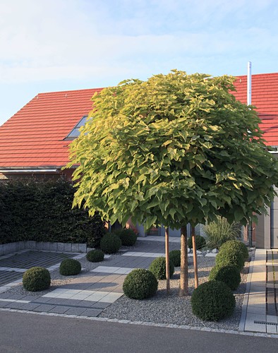 Kugelbaum Bilder GartenFotos kaufen Gartenbildagentur Friedrich Strauss