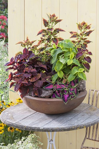 Terrassentisch Bilder Friedrich Strauss Gartenbildagentur