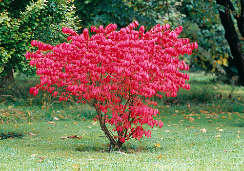 Euonymus alatus / … Bild kaufen 12203756 Friedrich
