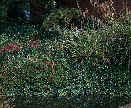 Uferbepflanzung Bilder GartenFotos kaufen Gartenbildagentur