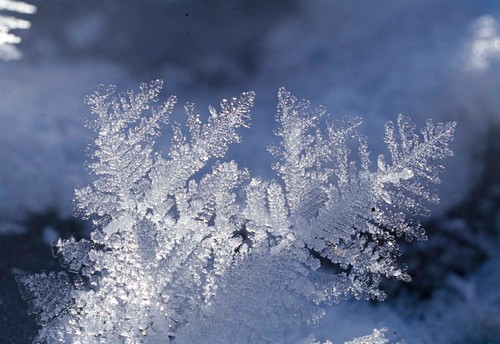 Schneekristalle Bilder – Garten-Fotos kaufen Gartenbildagentur ...