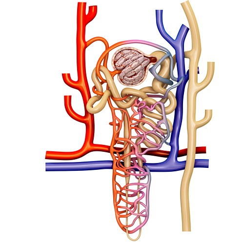 12403094 Nephron Structure In A Kidney Illustration 