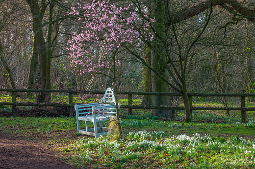 Laubbäume Bilder Friedrich Strauss Gartenbildagentur