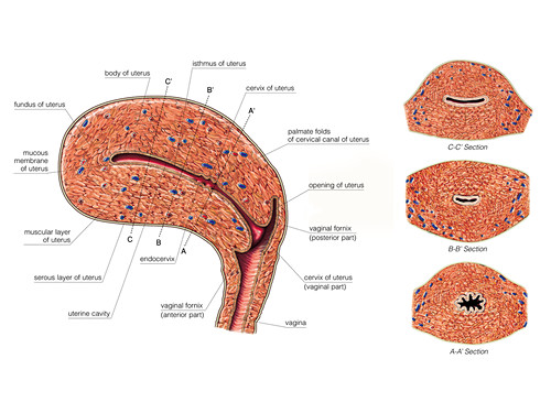 Cletorius Clitoris Photos Science Photo Library