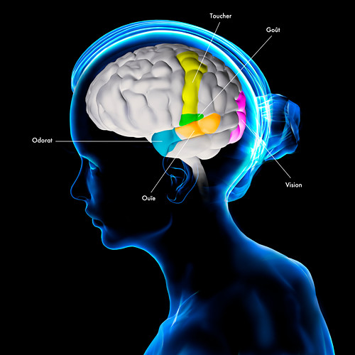 Nervensystem Bilder Science Photo Library