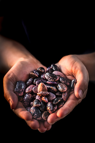 Hands holding heirloom beans