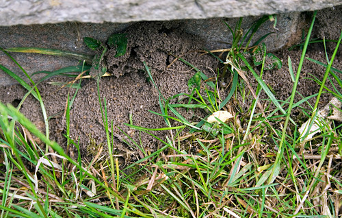 Ameisenhaufen Bilder Friedrich Strauss Gartenbildagentur
