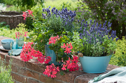 Geranie Lavendel Bilder GartenFotos kaufen Gartenbildagentur