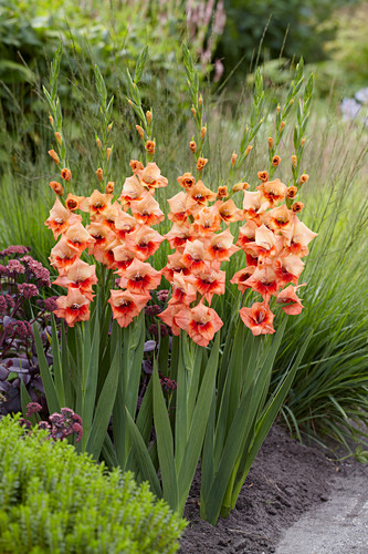 Gladiolen Bilder Friedrich Strauss Gartenbildagentur