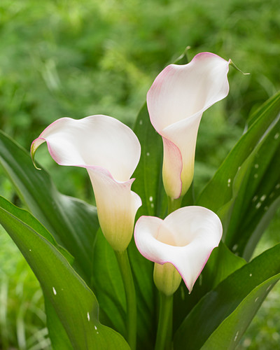 CallaLilie Bilder GartenFotos kaufen Gartenbildagentur Friedrich