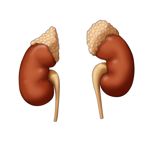 growth on adrenal gland on kidney