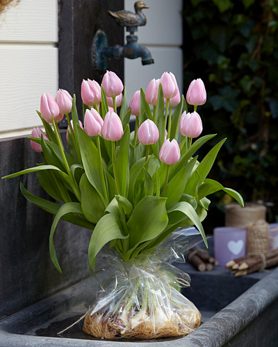 Gabriella Bilder – Garten-Fotos kaufen Gartenbildagentur Friedrich Strauss