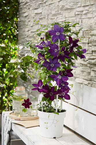 Clematis Bilder Friedrich Strauss Gartenbildagentur