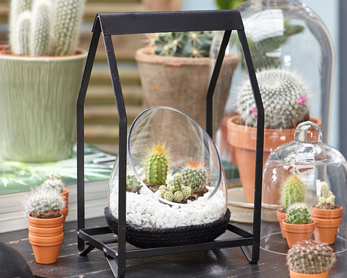 KakteenArrangement im Glas Bild kaufen 12665700