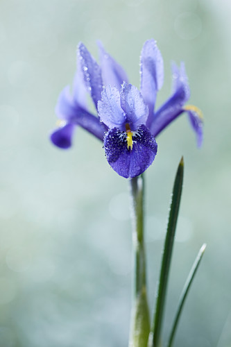 Wasser Bilder Friedrich Strauss Gartenbildagentur