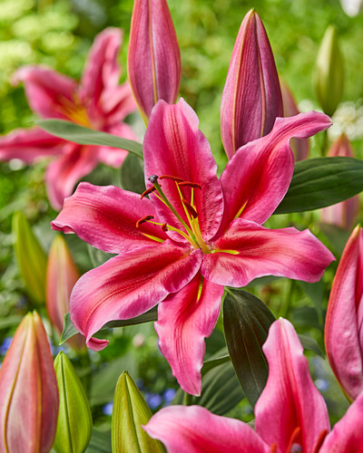 Lilien Bilder Friedrich Strauss Gartenbildagentur