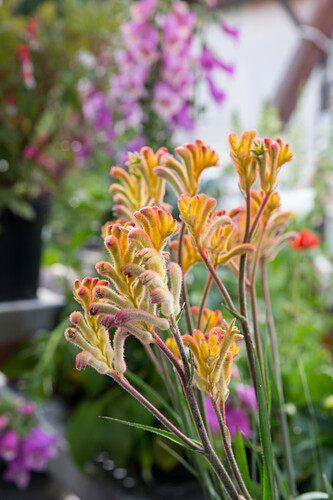 KänguruBlumen Bilder Friedrich Strauss Gartenbildagentur