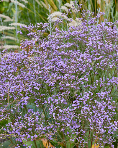 Limonium latifolium Bilder – Garten-Fotos kaufen Gartenbildagentur ...
