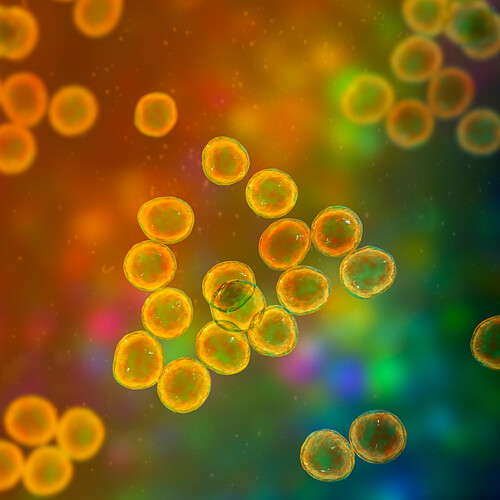 Staphylocoque doré Photos Science Photo Library