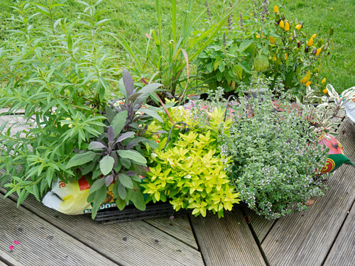 Erdsack Bilder Friedrich Strauss Gartenbildagentur