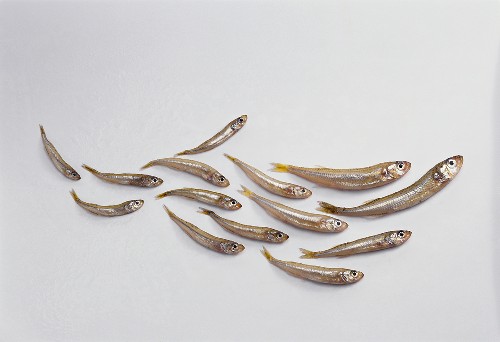 Ährenfische Ährenfische