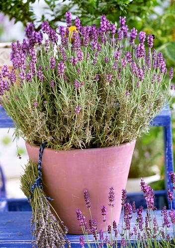 Lavendelblüte Bilder GartenFotos kaufen Gartenbildagentur Friedrich
