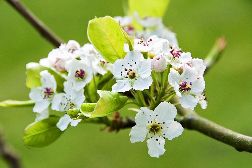 Chinesische Wildbirne Bilder GartenFotos kaufen Gartenbildagentur