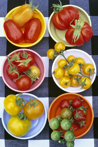 Six types of tomatoes in dishes on checked tablecloth