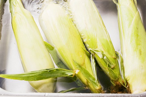 Corn cobs being washed