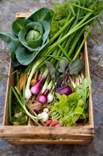 Gartengemüse Bilder – Food-Fotos kaufen StockFood