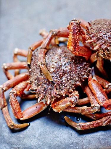 Meeresspinne Bilder Food Fotos Kaufen StockFood