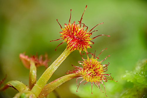 Tentakel Bilder GartenFotos kaufen Gartenbildagentur Friedrich Strauss