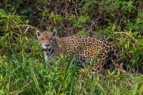 Brazil Predators Predator Photos â License unique travel photos lookphotos