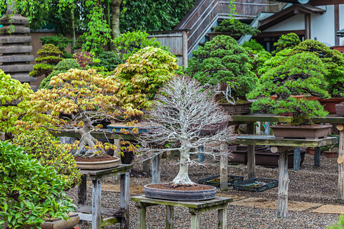 Bonsai Photos – License Unique Travel Photos Lookphotos