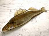 Pike-perch