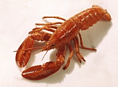 A Single Boiled Lobster
