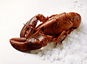 Boiled Lobster on Ice