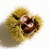 Sweet chestnuts in their shells