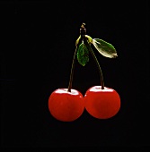 Two Cherries on a Stem with Leaves