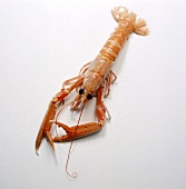 Norway Lobster (Langoustine)