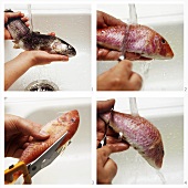 Schuppen & waschen von Fischen